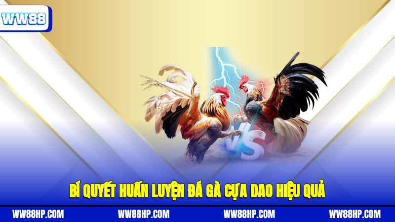 Bí quyết huấn luyện đá gà cựa dao hiệu quả