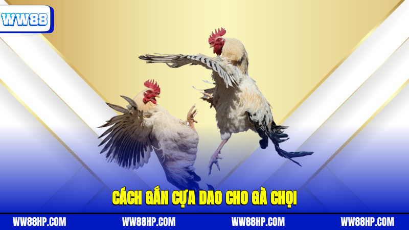 Cách gắn cựa dao cho gà chọi
